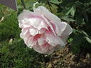Henri Renault peony photo