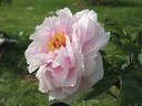 Henri Renault peony photo