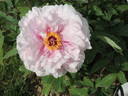 Henri Renault peony photo