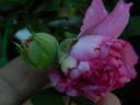 Spineless Roxburghii rose photo