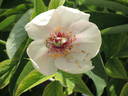 <i>P. wittmanniana</i> Hartwiss ex Lindl. synonym peony photo