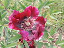 Ouragan peony photo