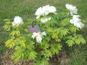 Toseihaku peony photo