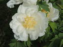 Toseihaku peony photo