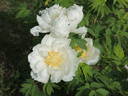 Toseihaku peony photo