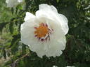 Lydia Foote peony photo