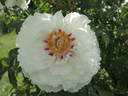 Lydia Foote peony photo
