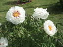 Lydia Foote peony photo