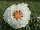 Lydia Foote peony photo