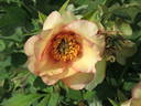 Amber Moon peony photo