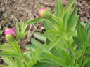 <i>P. officinalis</i> 'Rosea Plena' peony photo