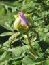 Crinoline peony photo