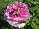 Crinoline peony photo