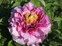 Crinoline peony photo