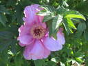 Eté Indien peony photo