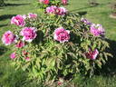 Sir Frederick Stern peony photo