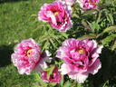 Sir Frederick Stern peony photo