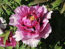 Sir Frederick Stern peony photo