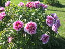 Sir Frederick Stern peony photo