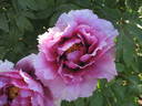 Sir Frederick Stern peony photo