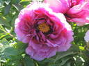 Sir Frederick Stern peony photo