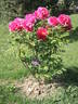 Toichi Ruby peony photo