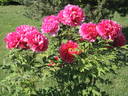 Toichi Ruby peony photo