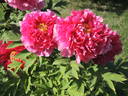 Toichi Ruby peony photo