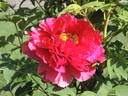Toichi Ruby peony photo