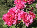 Toichi Ruby peony photo