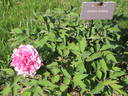 Rosea Plena peony photo