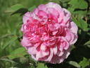Rosea Plena peony photo