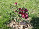Ouragan peony photo