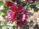 Ouragan peony photo