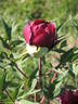Ouragan peony photo