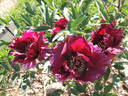 Ouragan peony photo