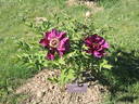 Mephisto peony photo