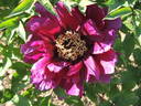 Mephisto peony photo