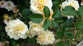 Raymond Carver rose photo