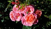 Alexander's Issie rose photo