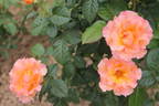 Jean de Bohême® rose photo
