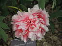 Madame Stuart Lowe peony photo