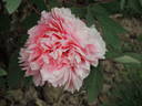 Madame Stuart Lowe peony photo