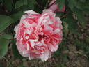 Madame Stuart Lowe peony photo