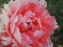 Madame Stuart Lowe peony photo