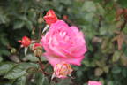 Гурзуф rose photo