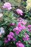 Werner von Blon rose photo