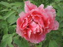 Chojyuraku peony photo