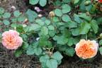 Janet Inada rose photo