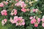Madame de Staël rose photo